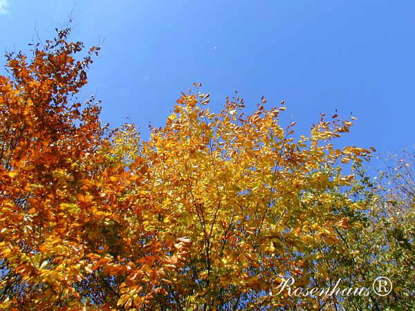 Herbst im Bergischen Land